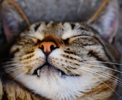 pexels-photo-271889-271889 Charming close-up of a relaxed tabby cat sleeping, highlighting its facial features and whiskers.