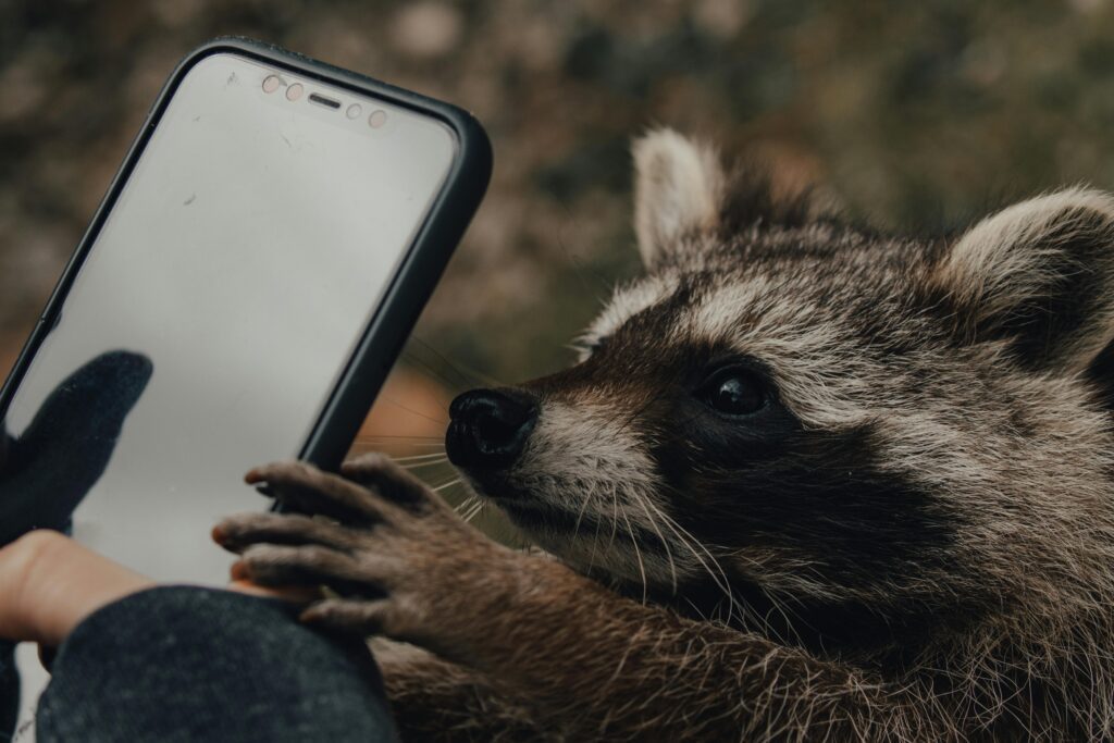 pexels-photo-7853221-7853221 A close-up of a raccoon exploring a smartphone, showcasing wildlife curiosity in an outdoor setting.